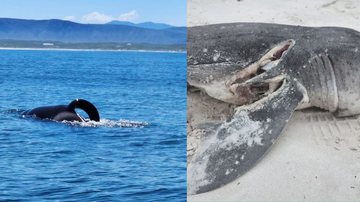 Imagem das orcas à esquerda e imagem de um tubarão morto pela dupla à direita - Reprodução / Facebook