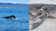 Imagem das orcas à esquerda e imagem de um tubarão morto pela dupla à direita - Reprodução / Facebook