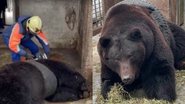 Á esquerda imagem de urso sendo resgatado e à direita imagem de urso com pneu - Reprodução / Vídeo e Divulgação / Ministério de Emergência da Rússia