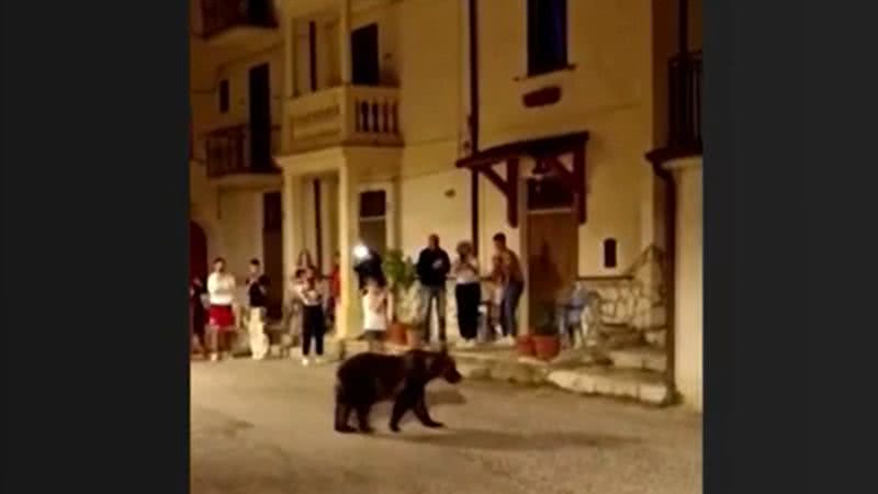 Registro da ursa caminhando tranquilamente por vilarejo antes de ser morta - Divulgação/vídeo/G1