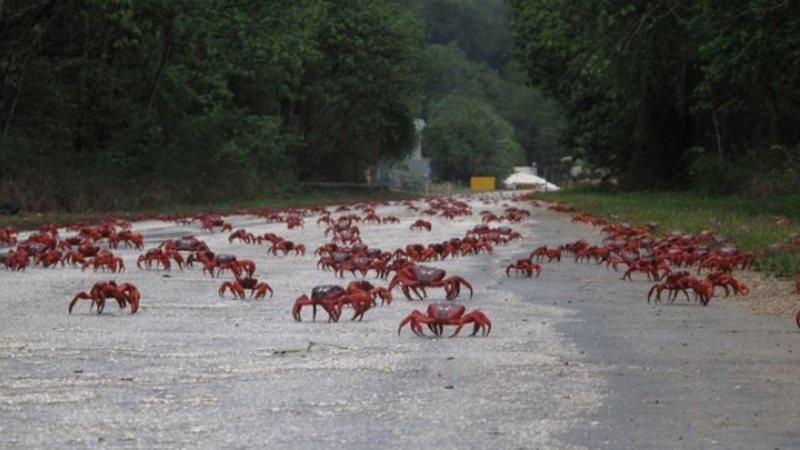 Fotografia dos caranguejos vermelhos em migração - Divulgação/ Instagram/ @parksaustralia