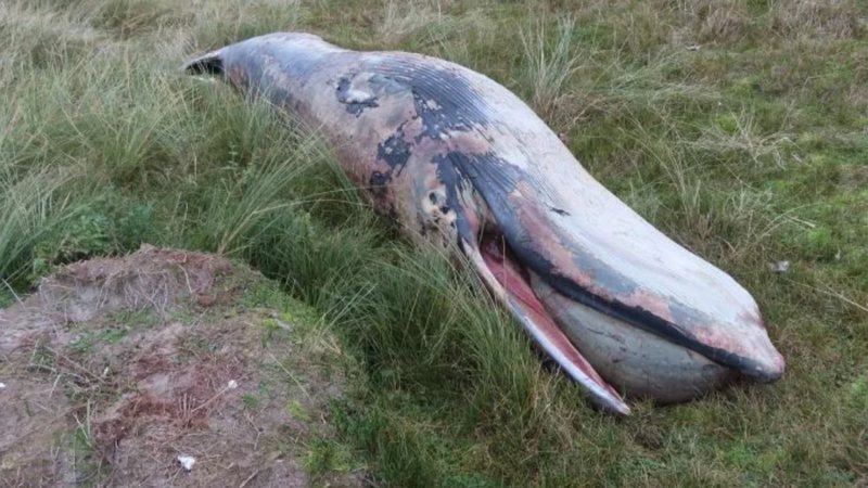 Carcaça de baleia na ilha Rottumerplaat, Holanda - Divulgação/Wageningen University and Research