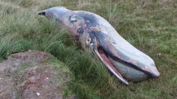 Carcaça de baleia na ilha Rottumerplaat, Holanda - Divulgação/Wageningen University and Research