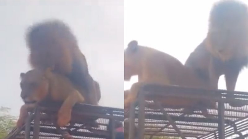 Imagens do vídeo onde o casal de leões aparece cruzando sem se importar com as pessoas em volta - Reprodução/Twitter/@chumikopiko/14.05.2023