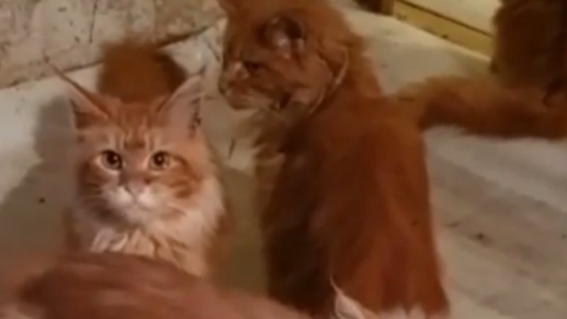 Gatos foram encontrados em situação precária - Divulgação / vídeo / The Sun