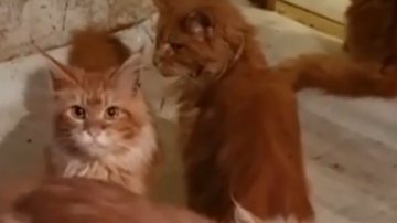 Gatos foram encontrados em situação precária - Divulgação / vídeo / The Sun