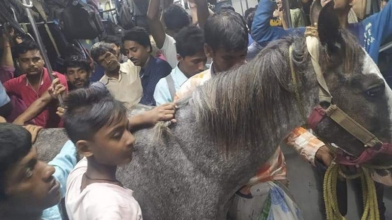 Cavalo sendo transportado em meio a trem lotado - Redes Sociais/Reprodução Indian Today