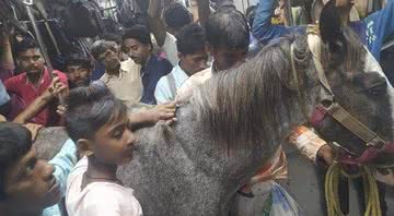 Cavalo sendo transportado em meio a trem lotado - Redes Sociais/Reprodução Indian Today