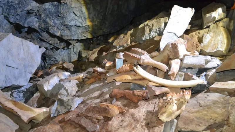 Ossada de hienas encontrada em caverna - Reprodução/Instituto de Geologia e Mineralogia VS Sobolev