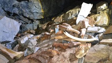 Ossada de hienas encontrada em caverna - Reprodução/Instituto de Geologia e Mineralogia VS Sobolev
