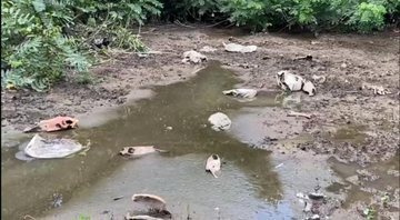 Um cemitério de cavalos foi encontrado em Cuiabá - Divulgação/DEMA