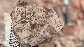 Fóssil encontrado no sítio - Divulgação/ Ferraz et al
