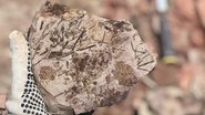 Fóssil encontrado no sítio - Divulgação/ Ferraz et al