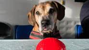O cãozinho Charlie, considerado o "mais solitário do Reino Unido" - Divulgação/RSPCA