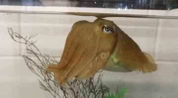 Fotografia de um dos moluscos estudados - Divulgação/Alexandra Schnell
