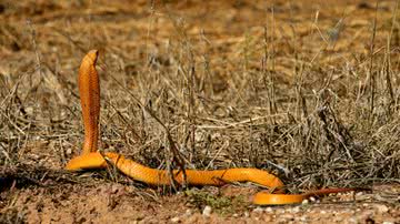 Imagem ilustrativa de uma Cape Cobra, da África - Martin Heigan