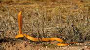 Imagem ilustrativa de uma Cape Cobra, da África - Martin Heigan