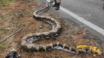 Cobra encontrada após engolir cabra - Divulgação / Departamento de Bombeiros e Resgate da Malásia