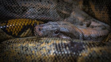 Imagem meramente ilustrativa de cobra - Foto de Egor Kamelev no Pexels