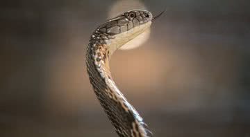 Veneno de cobra pode ser eficaz contra covid-19, diz estudo - Getty Images