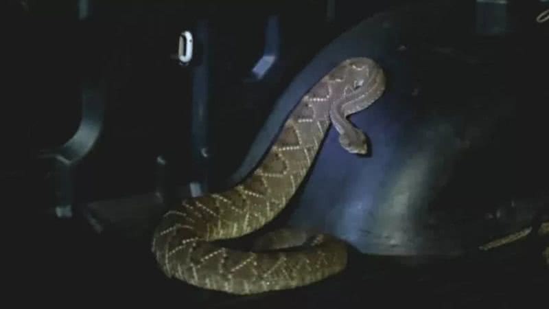 Cobra cascavel de 1,5 metros encontrada em Mato Grosso do Sul - Divulgação/Polícia Militar Ambiental (PMA)