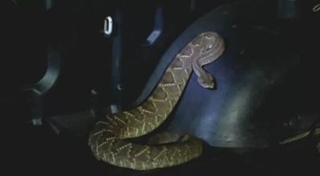 Cobra cascavel de 1,5 metros encontrada em Mato Grosso do Sul - Divulgação/Polícia Militar Ambiental (PMA)