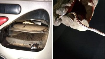 Cobra encontrada dentro do ar condicionado do carro - Divulgação / Corpo de Bombeiros