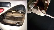 Cobra encontrada dentro do ar condicionado do carro - Divulgação / Corpo de Bombeiros