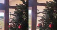 Cobra na árvore de natal da família sul-africana - Divulgação/Vídeo/g1