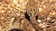 Imagem de cobra encontrada na Ilha dos Franceses - Reprodução/Vídeo/G1