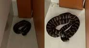 A cobra encontrada dentro da casa em Campo Grande, MS - Divulgação/Arquivo pessoal/Rodrigo Corrêa