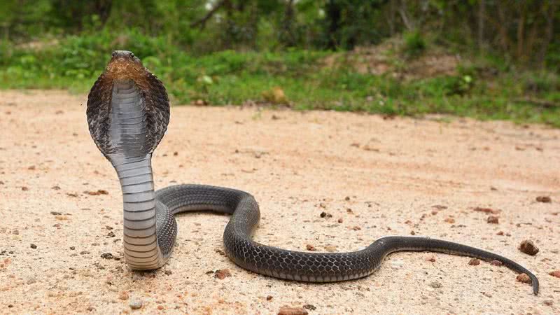 Cobra cuspideira indochinesa (imagem ilustrativa) - Tontanthailand via Wikimedia Commons
