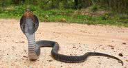 Cobra cuspideira indochinesa (imagem ilustrativa) - Tontanthailand via Wikimedia Commons