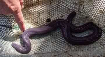 A 'cobra pênis' descoberta nos Estados Unidos - Divulgação/Museu da Flórida