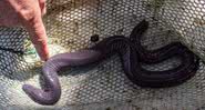A 'cobra pênis' descoberta nos Estados Unidos - Divulgação/Museu da Flórida