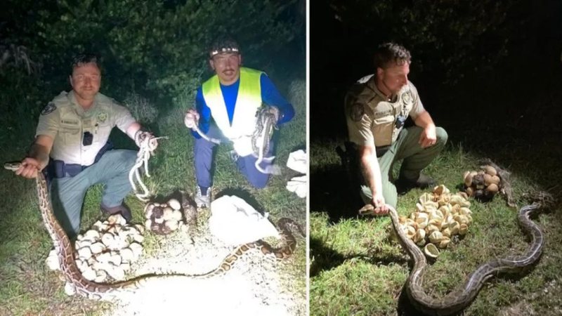 Cobras capturadas na Flórida - Divulgação/Florida Fish and Wildlife
