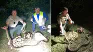 Cobras capturadas na Flórida - Divulgação/Florida Fish and Wildlife