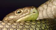 Imagem ilustrativa da cobra-rei, Ophiophagus hannah - Vassil via Wikimedia Commons