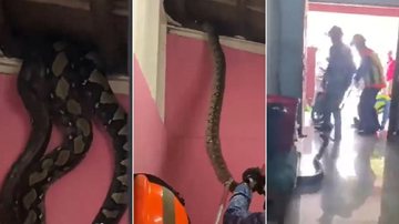 Cobras gigantes caindo do teto de uma casa, na Malásia (esq/centro) e bombeiros retirando os animais do local (dir.) - Reprodução/Vídeo