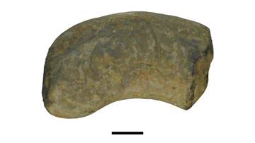 Cocô fossilizado encontrado em 2010 - Divulgação/Thanit Nonsrirach