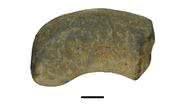Cocô fossilizado encontrado em 2010 - Divulgação/Thanit Nonsrirach