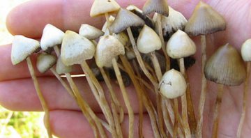 Imagem meramente ilustrativa de cogumelos alucinógenos - Wikimedia Commons