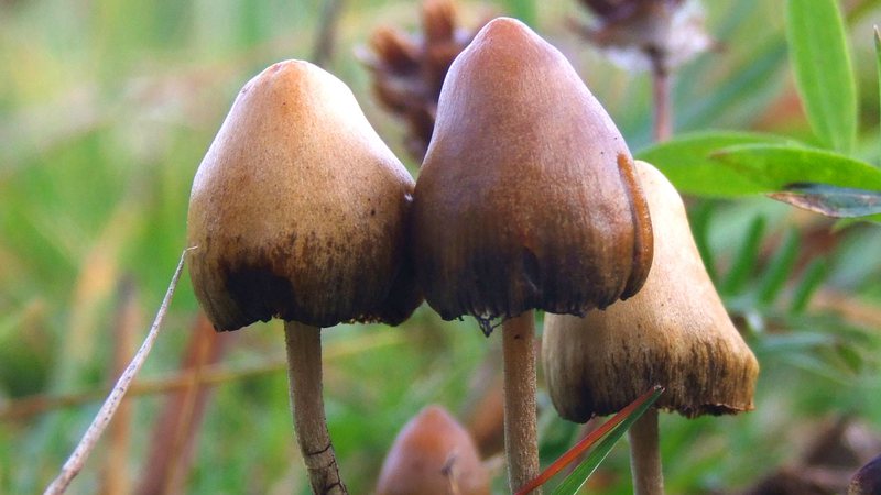 Cogumelos da espécie Psilocybe cubensis, o 'cogumelo mágico' - Allan Rockefeller (Mushroom Observer) via Wikimedia Commons
