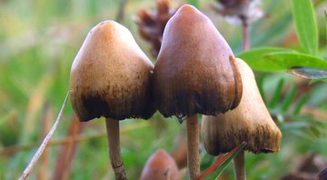 Cogumelos da espécie Psilocybe cubensis, o 'cogumelo mágico' - Allan Rockefeller (Mushroom Observer) via Wikimedia Commons