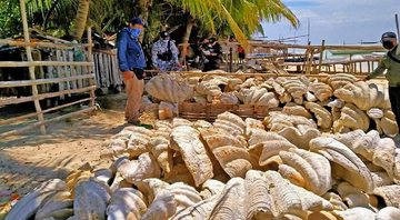 Conchas gigantes que foram apreendidas - Divulgação/Facebook/Guarda Costeira das Filipinas