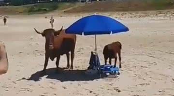Gravação antiga mostra vacas em Córsega - Divulgação/Vídeo/ABC7news/2017