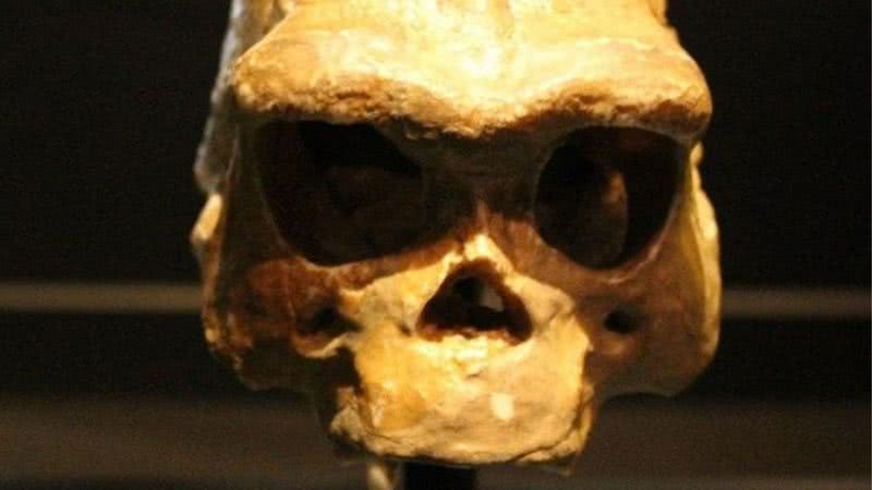 Crânio de Homo Erectus - Wikimedia Commons