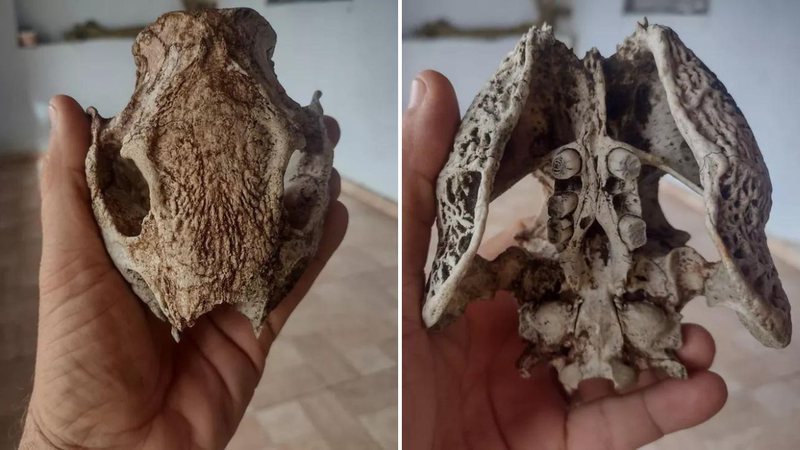 Fóssil encontrado no Ceará - Corpo de Bombeiros Civis