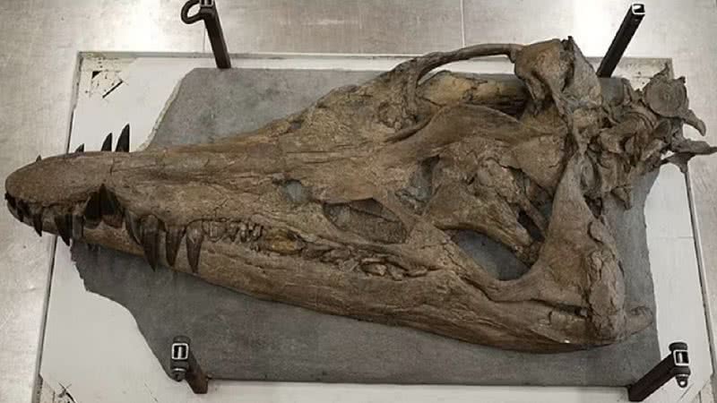 O crânio do Pliossauro - Divulgação/BBC