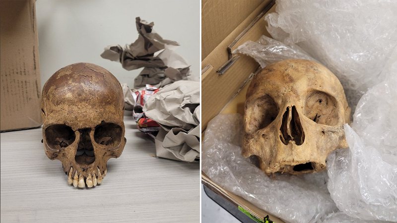 Crânios que foram encontrados em caixas